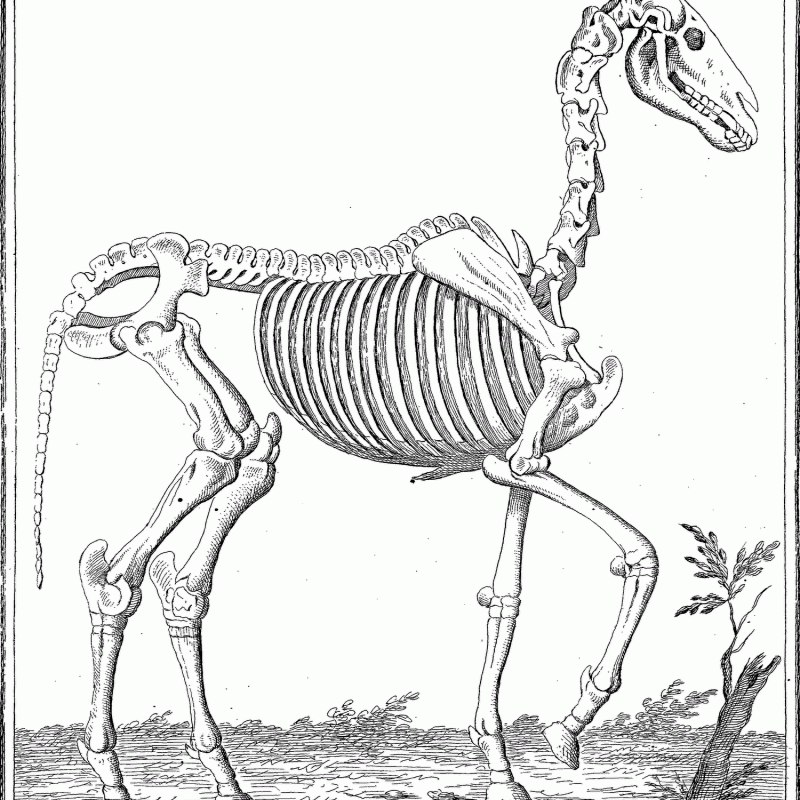 Dell'obbedienza_del_cavallo_scheletro